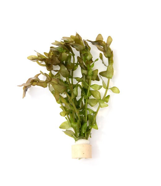 Bacopa caroliniana | Stängelpflanze im Terrakottaring