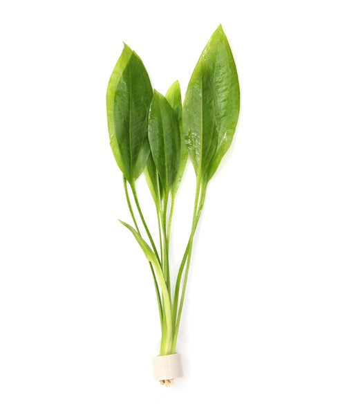 Echinodorus grisebachii ‘Bleherae’ | Amazonas-Schwertpflanze im Terrakottaring