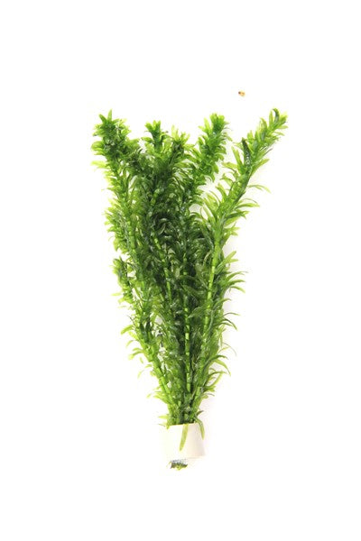 Egeria densa | Wasserpest im Terrakottaring