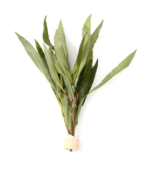 Hygrophila corymbosa ‘Stricta’ | Stängelpflanze im Terrakottaring