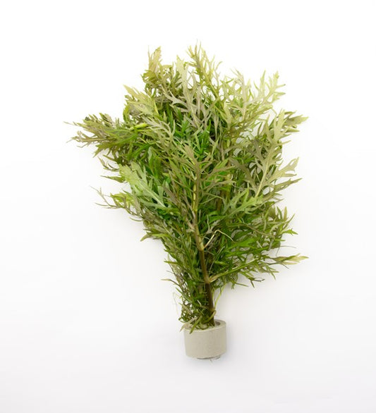 Hygrophila difformis | Wasserfreund im Terrakottaring