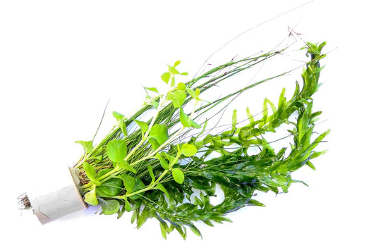 Kaltwasser-Mix | Aquarienpflanzen im Terrakottaring