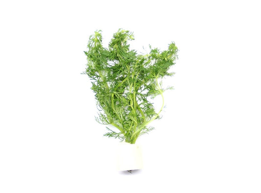 Limnophila sessiliflora | Stängelpflanze im Terrakottaring