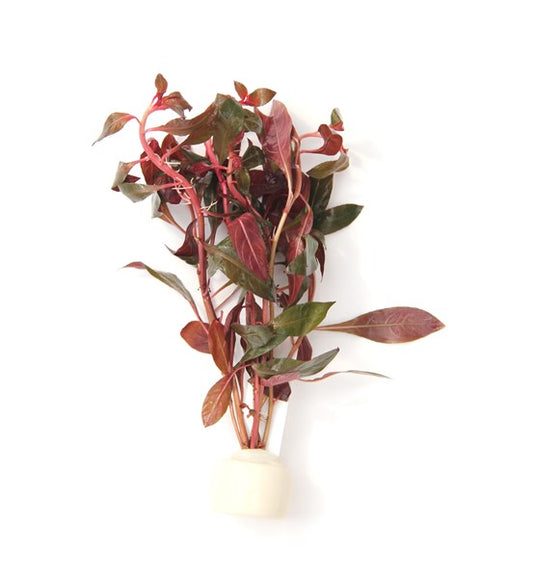 Ludwigia repens | Rote Stängelpflanze im Terrakottaring