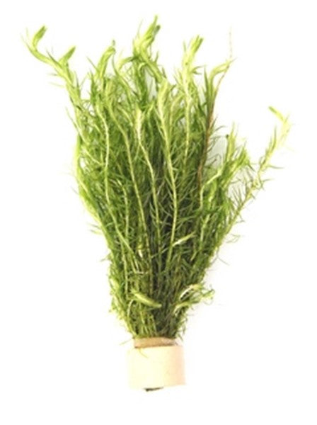 Mayaca fluviatilis | Feinblättrige Stängelpflanze im Terrakottaring