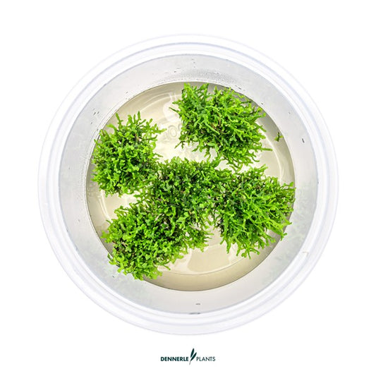 Riccardia chamedryfolia | Feines Lebermoos InVitro