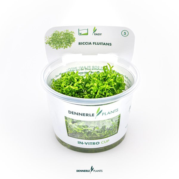 Riccia fluitans | Vielseitiges Schwimm- & Aufsitzmoos InVitro