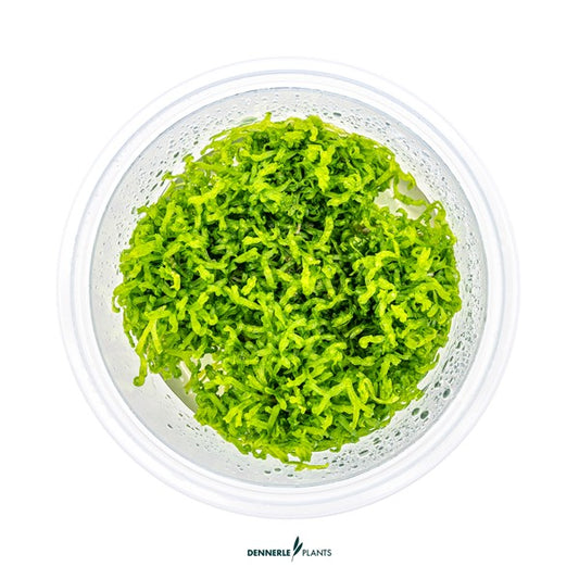 Riccia fluitans | Vielseitiges Schwimm- & Aufsitzmoos InVitro