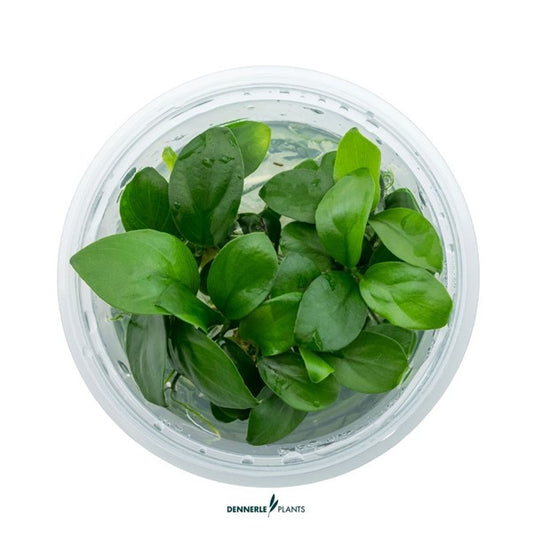 Anubias barteri var. nana | Robuste Aufsitzerpflanze InVitro