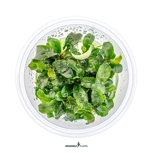 Bucephalandra pygmaea ‘Bukit Kelam’ | Kompakte Aufsitzerpflanze InVitro