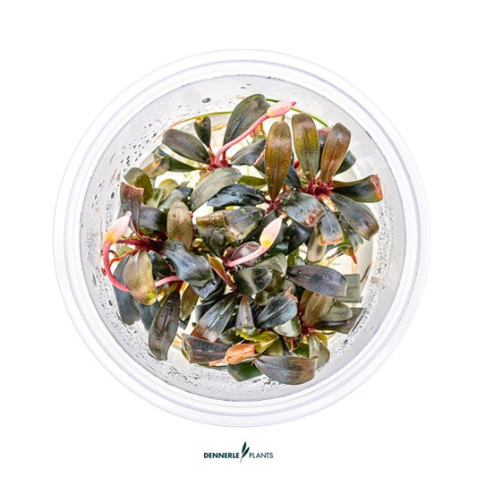 Bucephalandra spec. ‘Serimbu Brown’ | Dunkle Aufsitzerpflanze InVitro