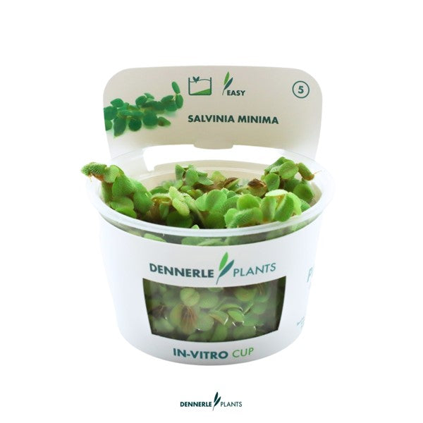 Salvinia minima | Feinblättrige Schwimmpflanze InVitro