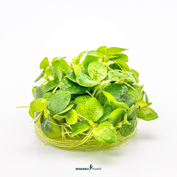 Limnobium laevigatum | Schwimmpflanze mit langen Wurzeln InVitro