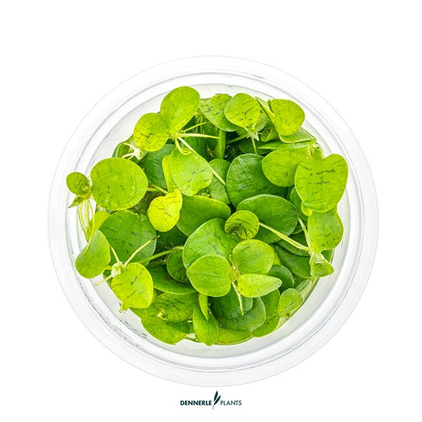 Limnobium laevigatum | Schwimmpflanze mit langen Wurzeln InVitro