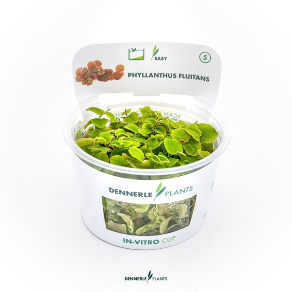 Phyllanthus fluitans | Rötliche Schwimmpflanze InVitro