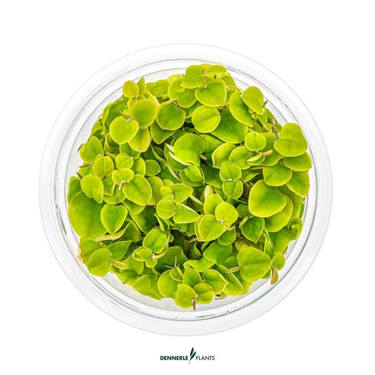 Phyllanthus fluitans | Rötliche Schwimmpflanze InVitro