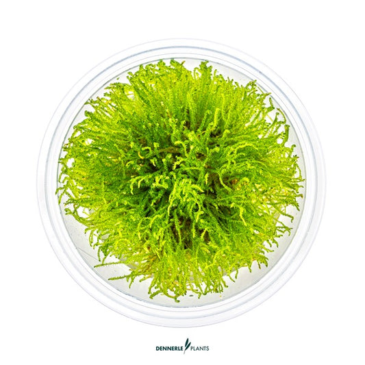 Taxiphyllum spec. ‘Giant’ | Großwüchsiges Aquarienmoos InVitro