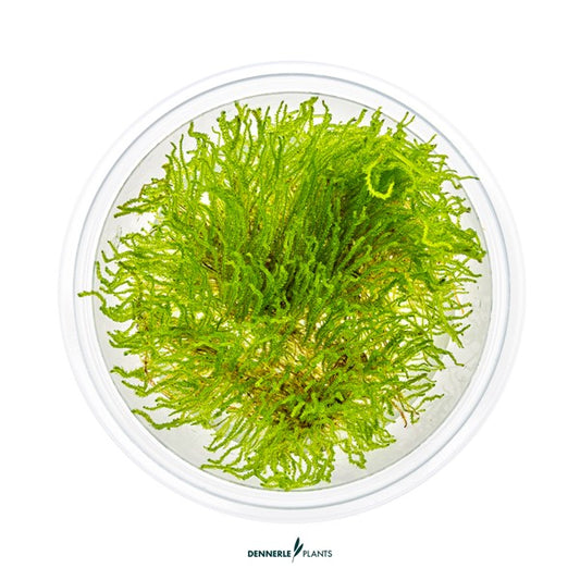 Taxiphyllum spec. ‘Flame Moss’ | Flammenförmiges Aquarienmoos InVitro