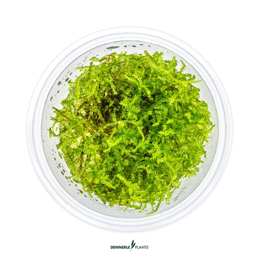 Vesicularia montagnei | Christmas Moss InVitro