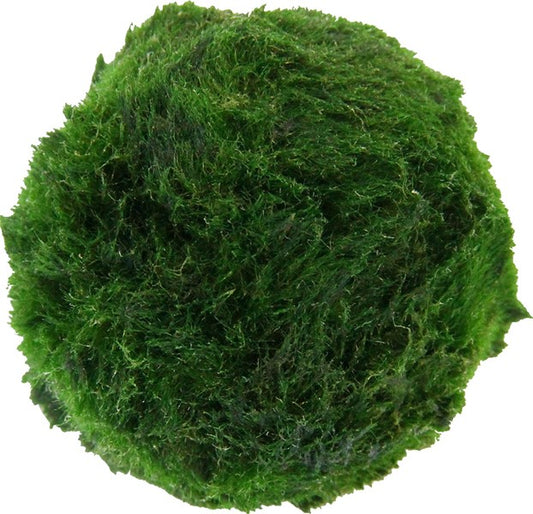 Aegagropila linnaei Superballs | Mooskugeln 3er-Pack fürs Aquarium