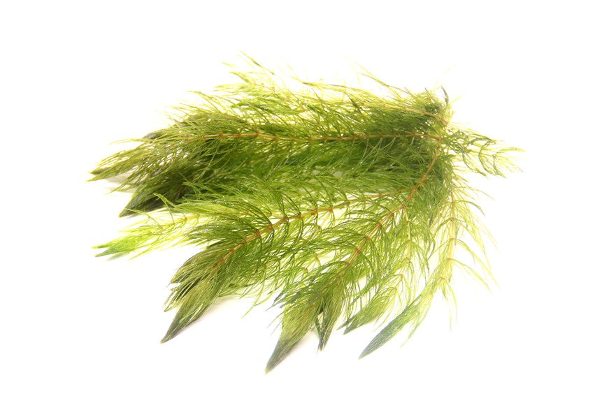 Ceratophyllum demersum | Schnellwachsende Schwimm- & Hintergrundpflanze