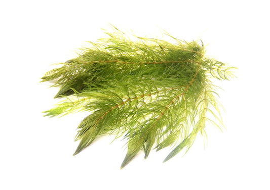 Ceratophyllum demersum | Schnellwachsende Schwimm- & Hintergrundpflanze