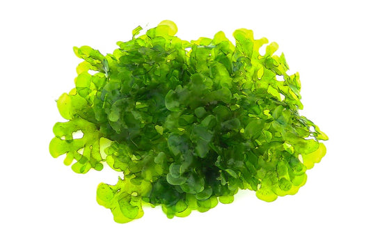 Lomariopsis lineata | Dekorativer Süßwassertang fürs Aquarium