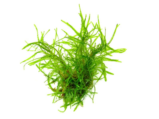 Taxiphyllum alternans ‘Taiwan’ | Aufsitzmoos – Portion