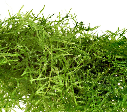 Taxiphyllum barbieri | Javamoos – Portion