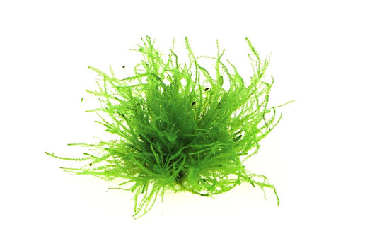 Vesicularia spec. ‘Triangle Moss’ | Strukturmoos – Portion