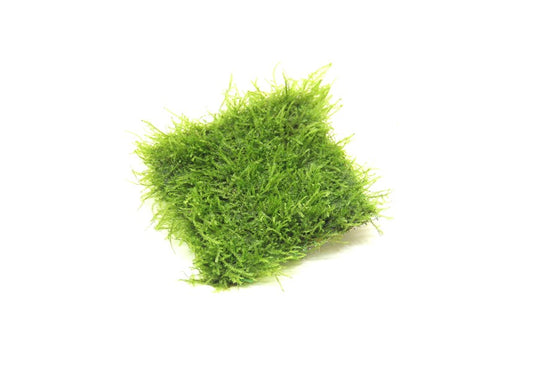 Taxiphyllum barbieri | Javamoos auf Pad fürs Aquarium