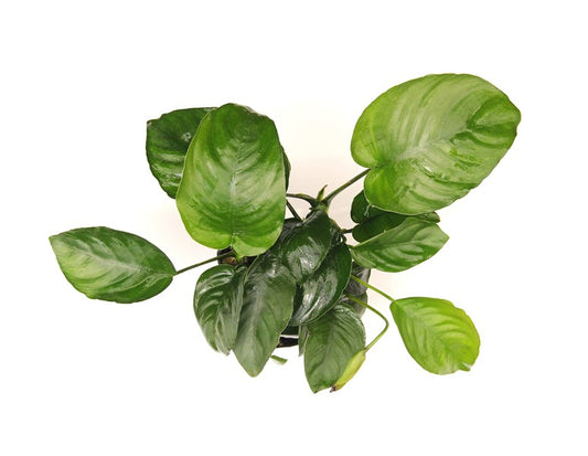 Anubias barteri | XXL-Schaupflanze für große Aquarien