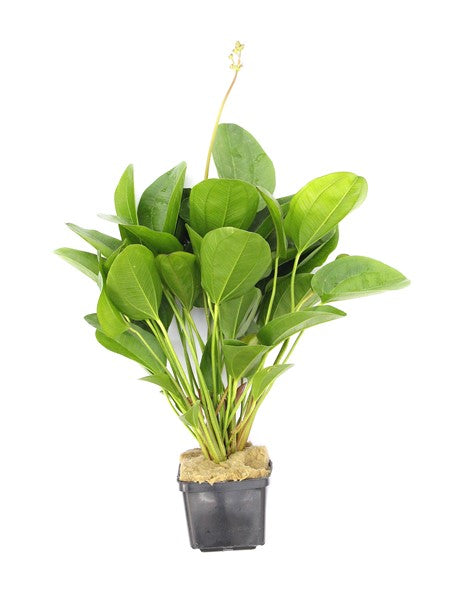 Echinodorus Dschungelstar Nr. 2 ‘Small Bear’ | XXL-Schaupflanze fürs Aquarium