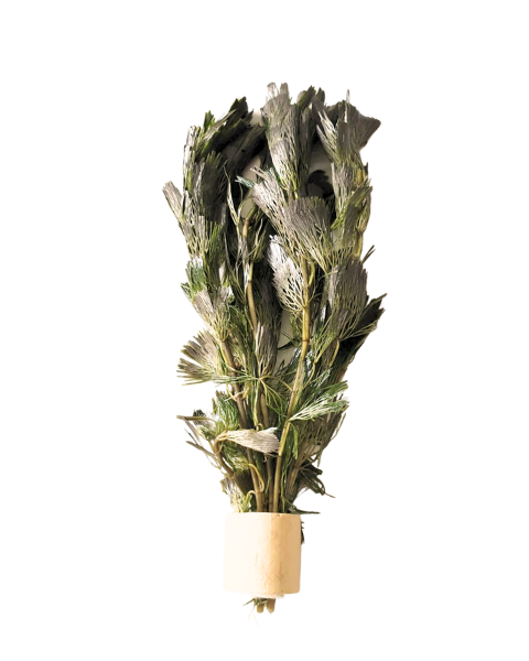 Cabomba aquatica | Feinblättrige Stängelpflanze im Terrakottaring