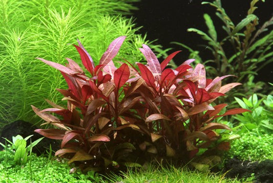 Alternanthera reineckii ‘Mini’ | Kompakte, rote Aquariumpflanze für den Vordergrund