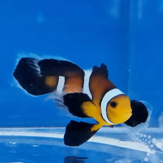 Amphiprion ocellaris “Mocha Storm” Longfin/Mocha Storm Clownfisch