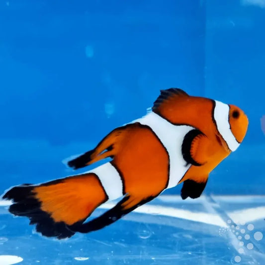 Amphiprion ocellaris “Longfin”/Langflossen Clownfisch