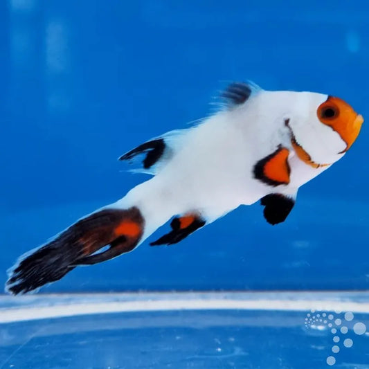 Amphiprion percula “Platinum Longfin”/Platinum Langflossen Clownfisch