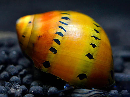 Leopard Rennschnecke - Vittina Sp.
