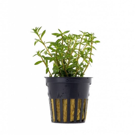 Ludwigia arcuata | Feinblättrige, rot-orange Aquariumpflanze fürs Aquascaping