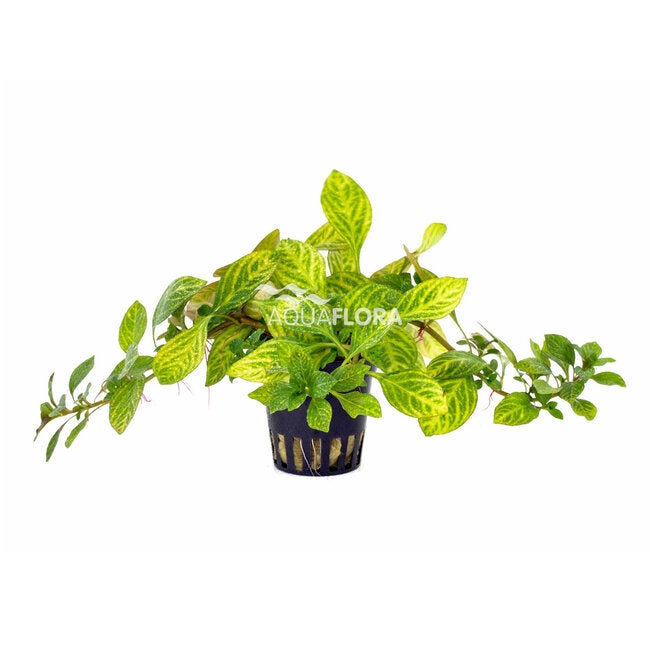 Ludwigia sp. ‘Atlantis’ Variegata | Gelb-grün marmorierte Aquariumpflanze fürs Aquascaping