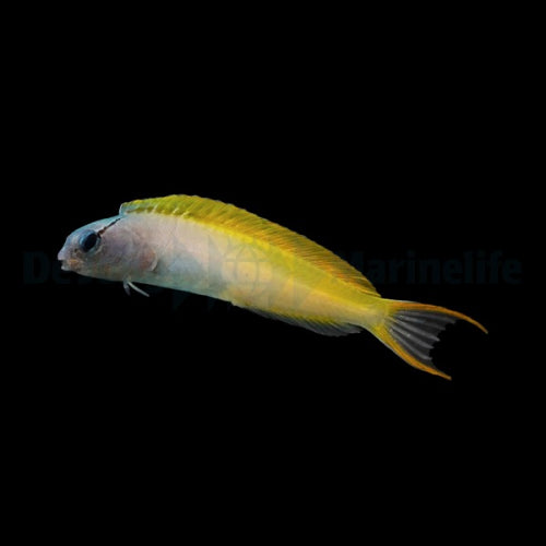 Meiacanthus atrodorsalis - Säbelzahnschleimfisch