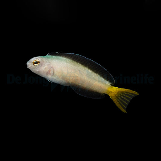 Meiacanthus mossambicus Nachzucht