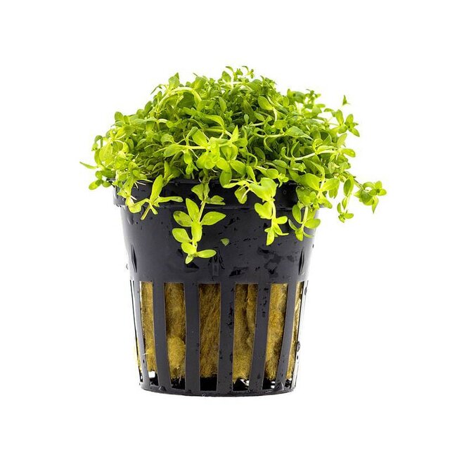 Micranthemum micranthemoides | Feines Perlenkraut für Mittel- & Vordergrund im Aquarium