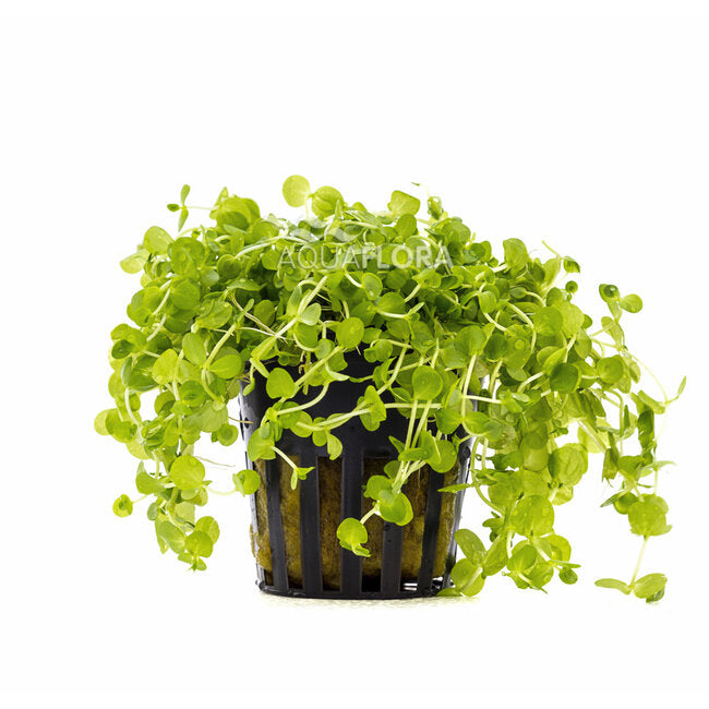 Micranthemum umbrosum | Feinblättrige, hellgrüne Aquariumpflanze für Mittel- & Vordergrund