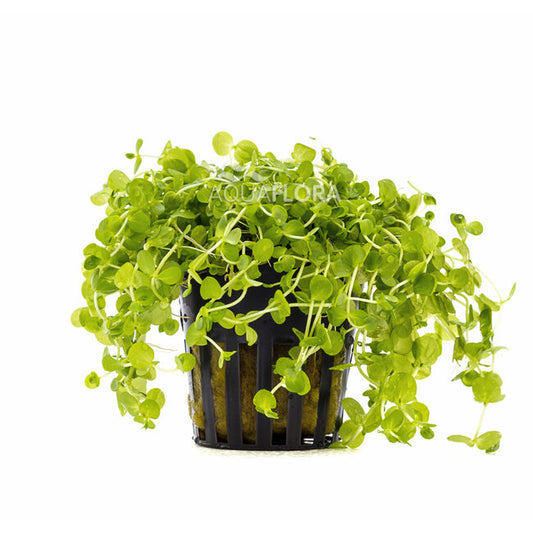 Micranthemum umbrosum | Feinblättrige, hellgrüne Aquariumpflanze für Mittel- & Vordergrund