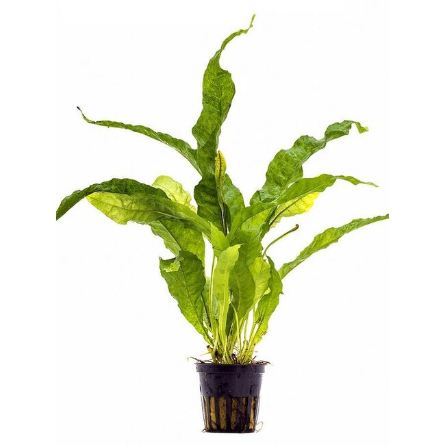 Microsorum pteropus ‘Latifolia’ | Breitblättriger Javafarn für Aquarien