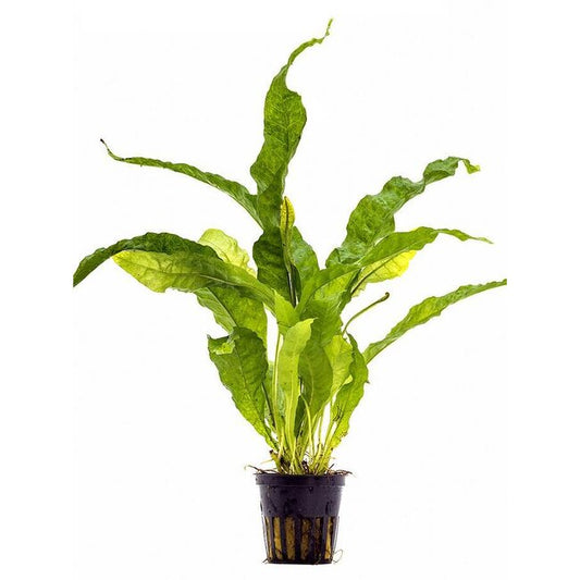 Microsorum pteropus ‘Latifolia’ | Breitblättriger Javafarn für Aquarien