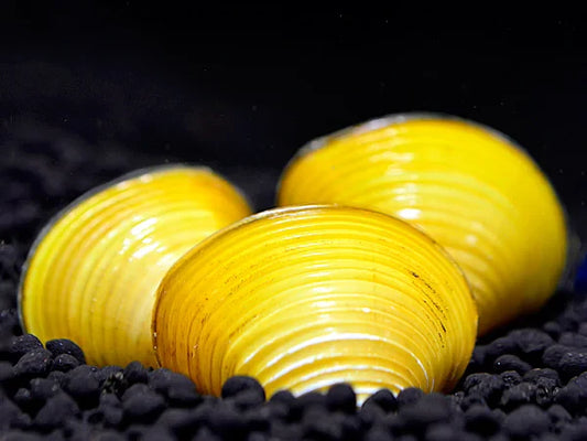 Gelbe Körbchenmuschel - Corbicula Sp.