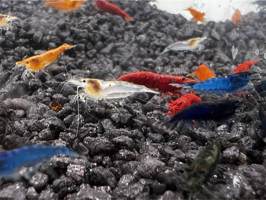 Neocaridina Mix A - Grade - 20 Stück